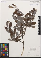 Foto von Salix cinerea L.